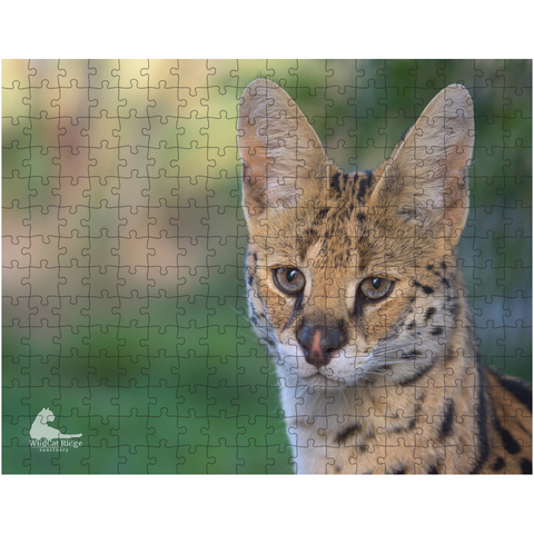 Cricket Serval - Puzzle